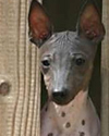 American Hairless Terrier