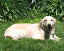 riley the golden retreiver