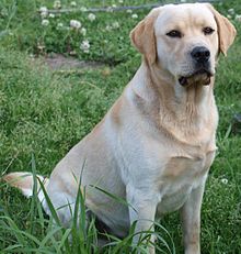 labrador retriever