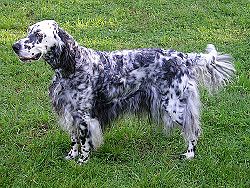 english setter