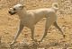 aboriginal hound