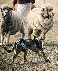 herding dog working sheep